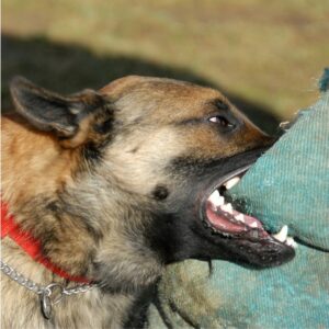 Dog biting jeans